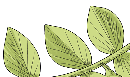 Herb decoration